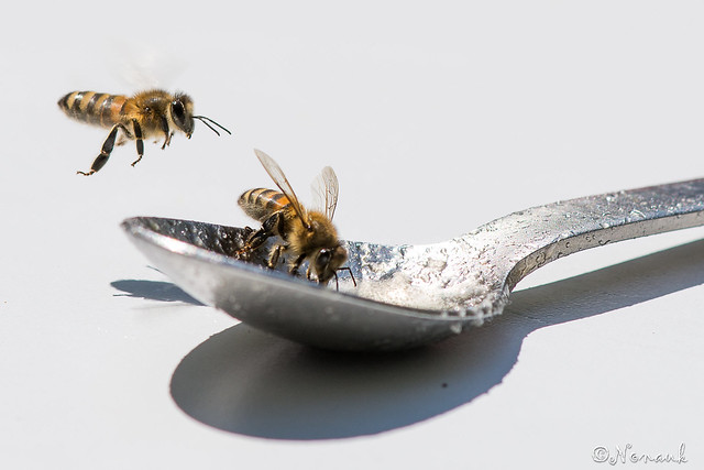 Comment éloigner les abeilles