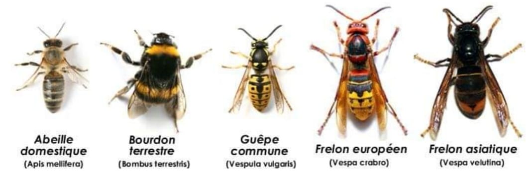 Différencier les abeilles